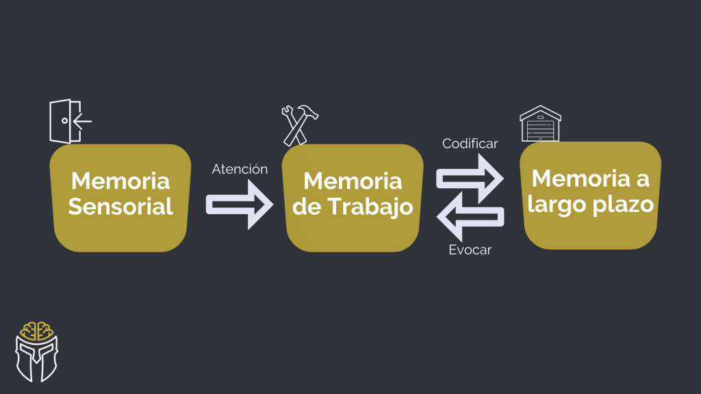 El funcionamiento de la memoria