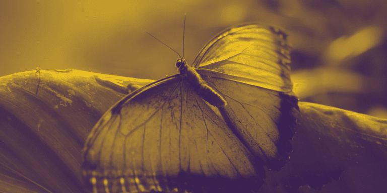 El efecto mariposa o como una pequeña variación puede cambiar por completo el resultado